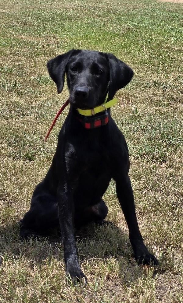 Labrador Retriever