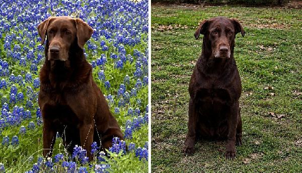 Labrador Retriever