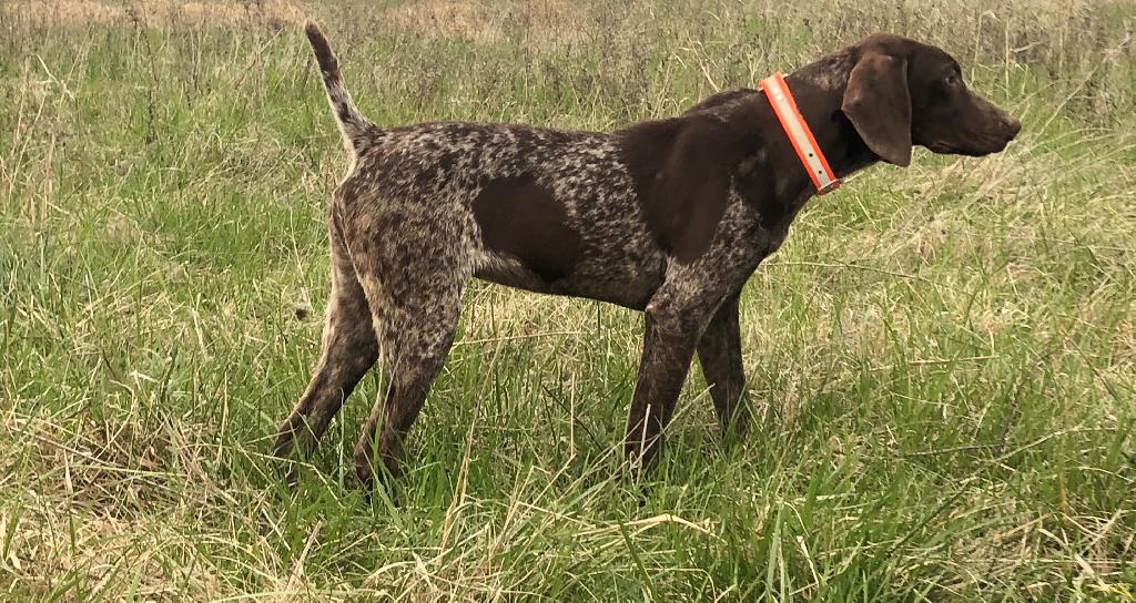 GERMAN SHORTHAIR FEMALE