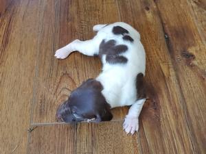 German Shorthaired Pointer