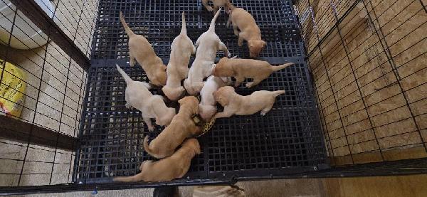Labrador Retriever