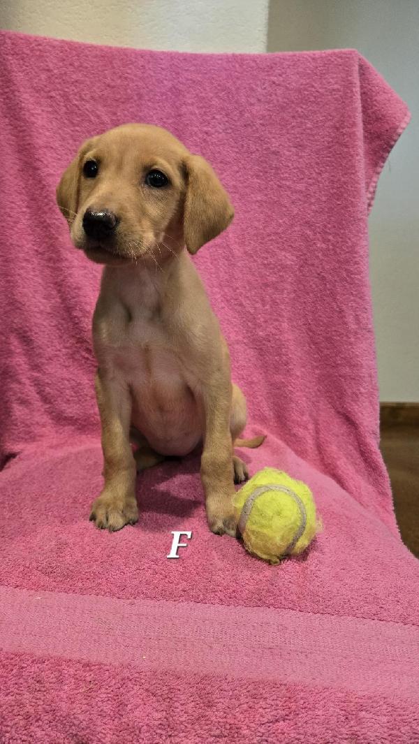 Labrador Retriever