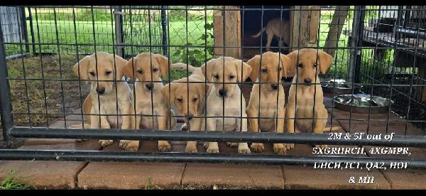 Labrador Retriever