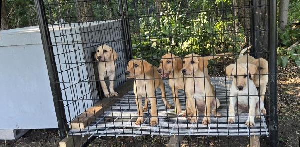 Labrador Retriever