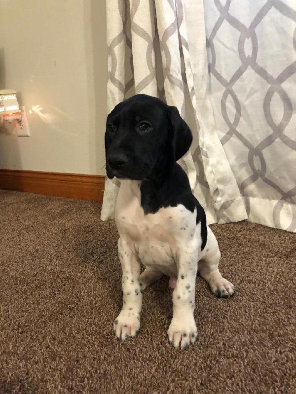 German Shorthaired Pointer - Puppies for Sale