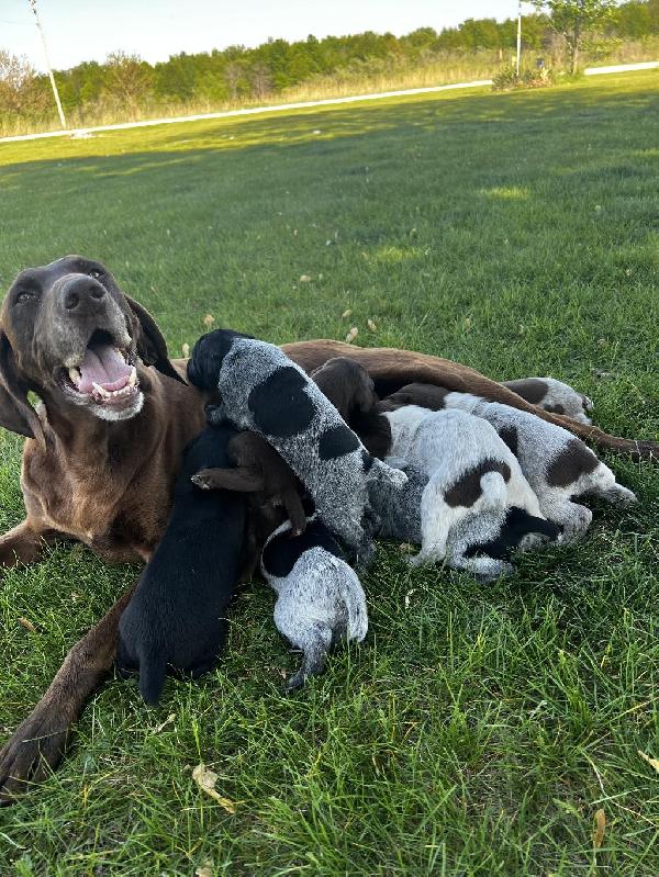 German Shorthaired Pointer