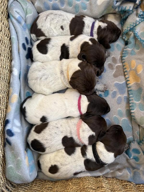 VERSATILE GSP PUPS TOP HUNTING LINES German Shorthaired Pointer