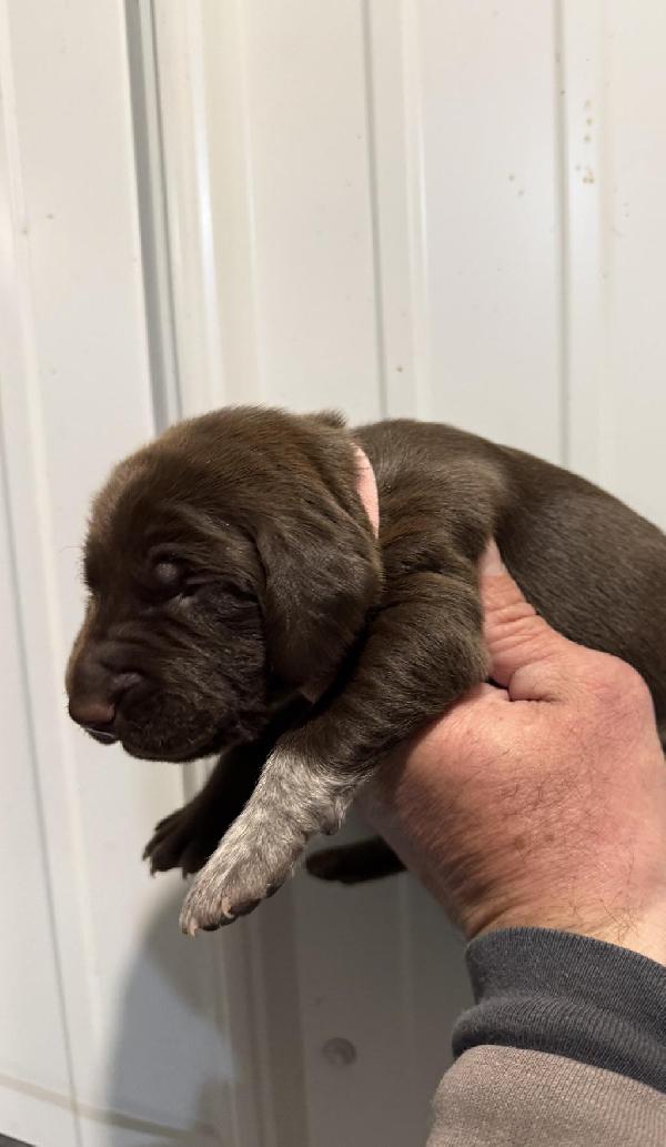 SOLID LIVER GSP PUPS TOP FOOT HUNTING LINES German Shorthaired Pointer