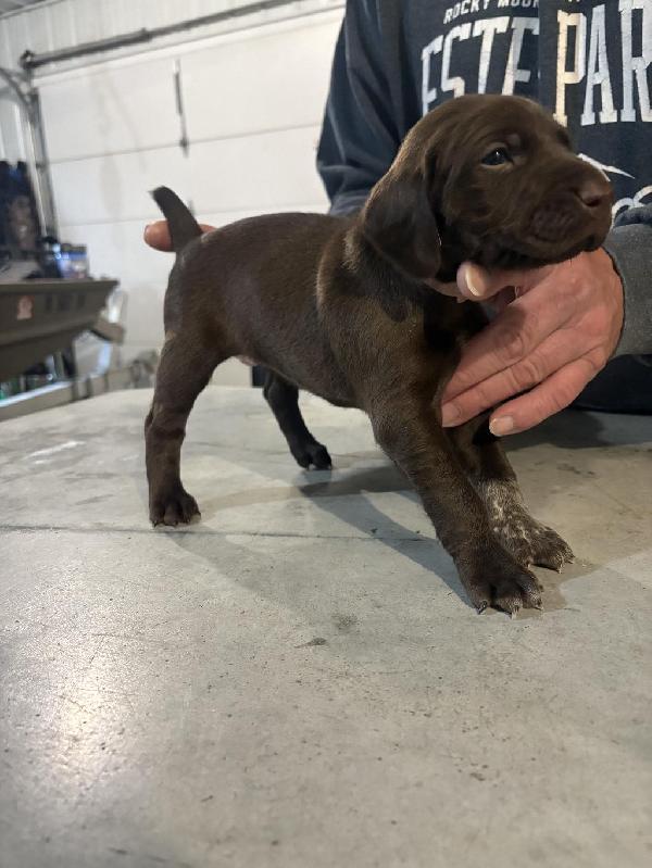 German Shorthaired Pointer