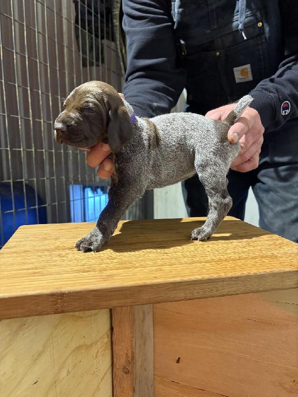 VERSATILE GSP PUPS TOP HUNTING LINES German Shorthaired Pointer
