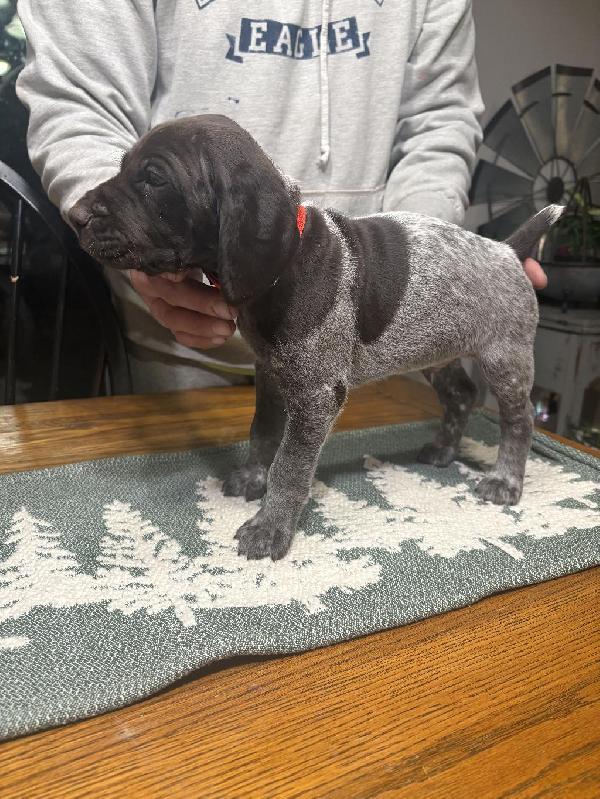 German Shorthaired Pointer