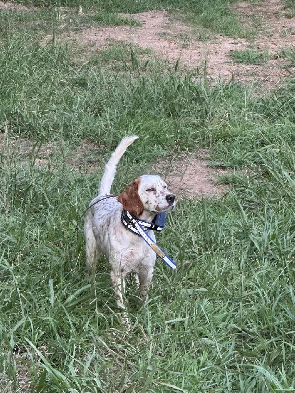 CH SIRED 18 MO OLD SETTER FEMALE FOR SALE English Setter