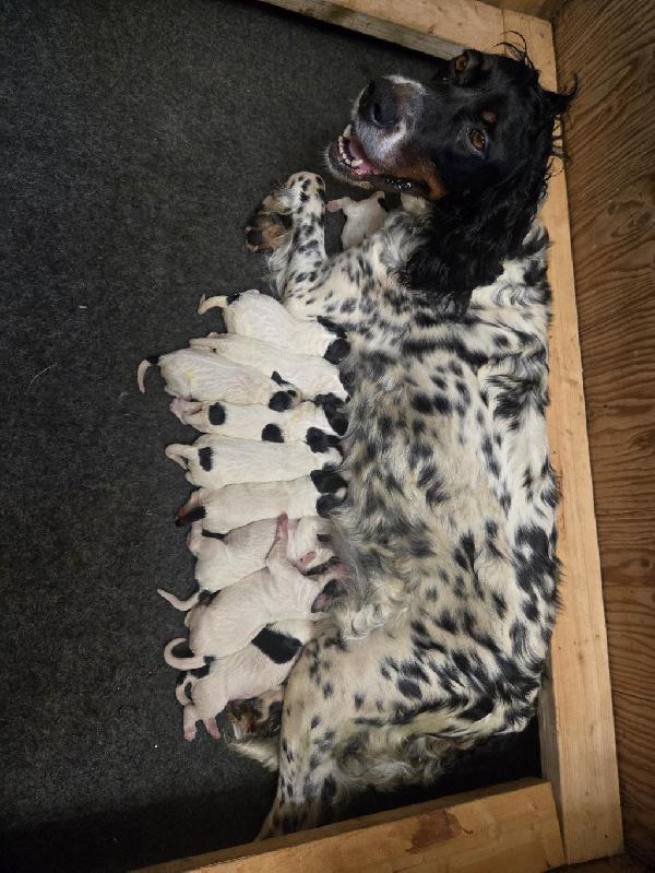 English Setter
