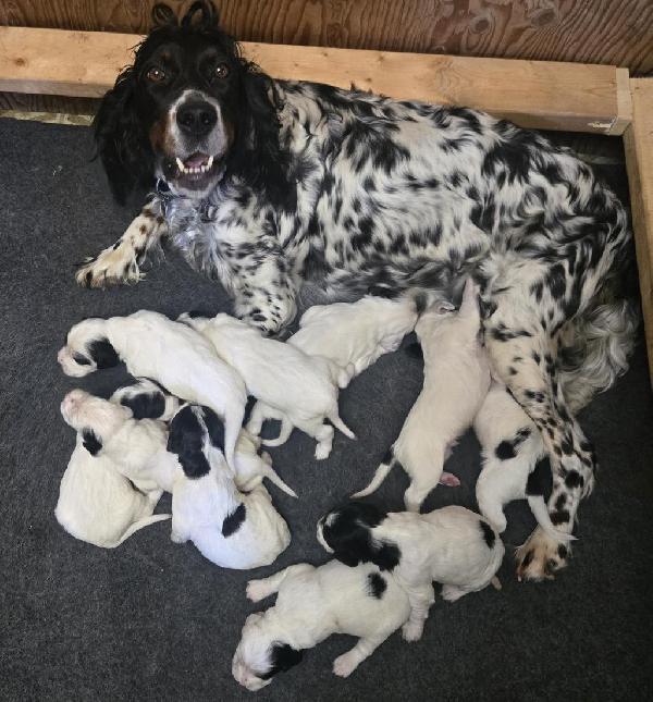 English Setter