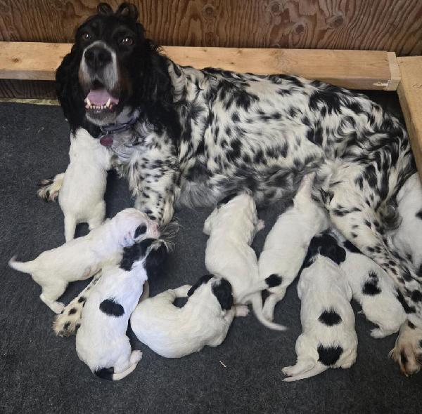 English Setter
