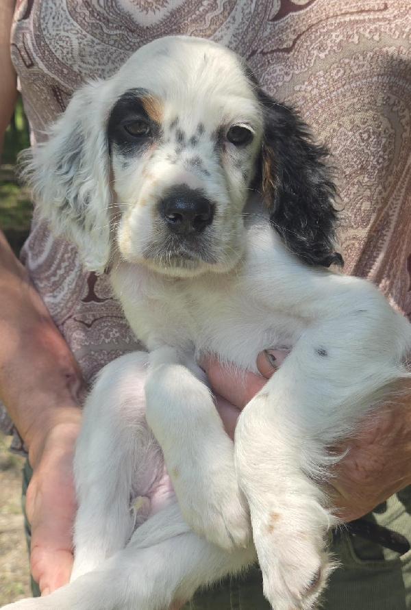 English Setter