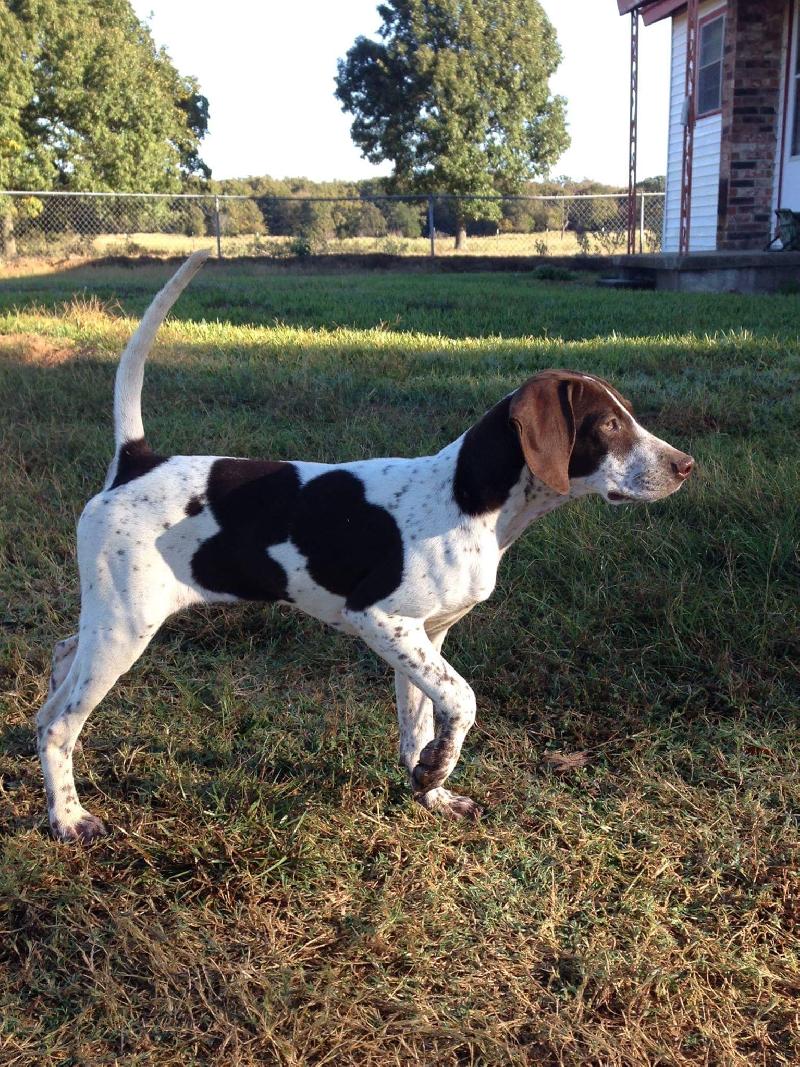 ENGLISH POINTER FEMALE
