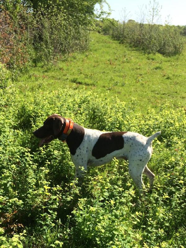 Hunting Dogs For Sale In Newfoundland