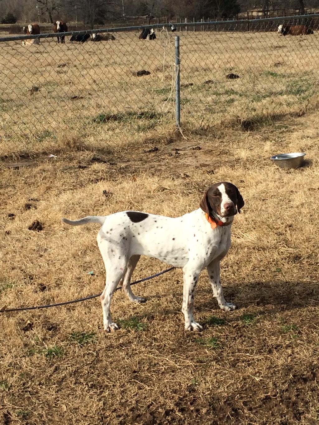 FINISHED ENGLISH POINTERS