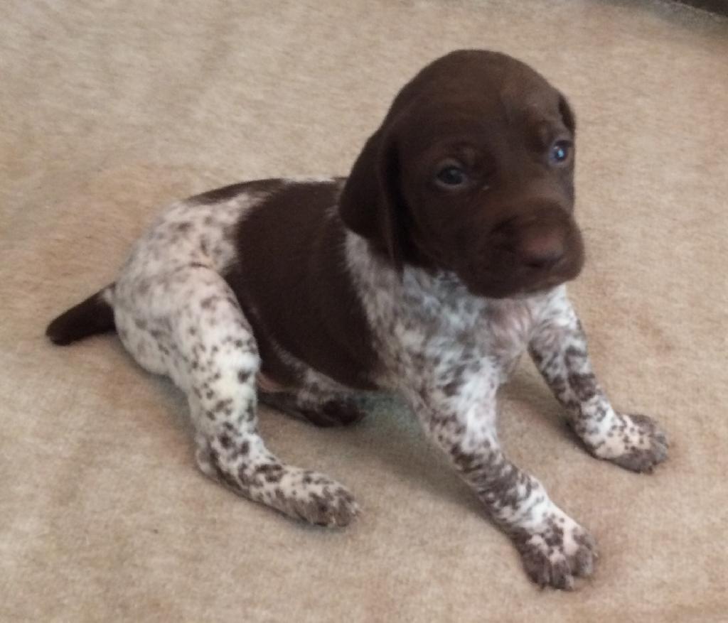 LIVER AND GSP PUPS