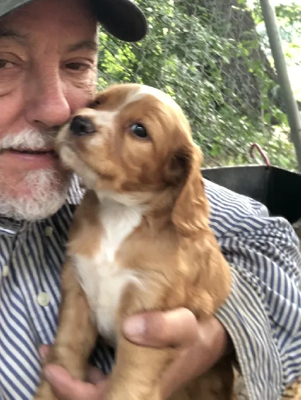 English Cocker Spaniel