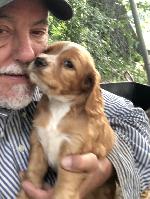 FIELD BRED ENGLISH COCKER SPANIEL FEMALES