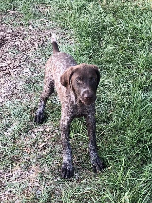 German Shorthaired Pointer