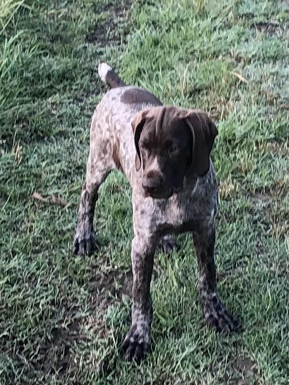 German Shorthaired Pointer