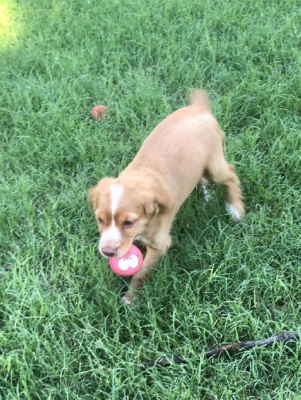English Cocker Spaniel