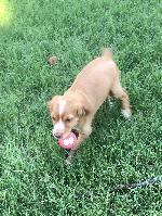 ENGLISH COCKER SPANIEL FEMALE