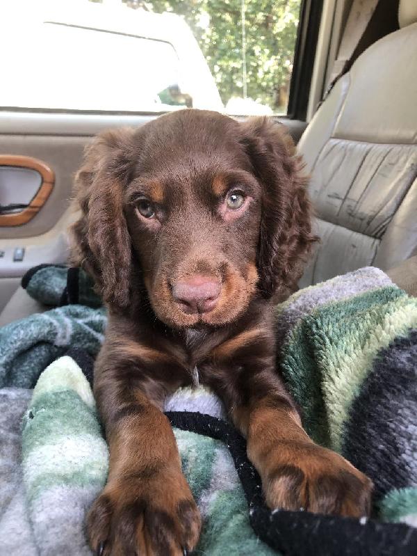 English Cocker Spaniel