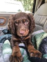 FIELD BRED ECS MALES AND FEMALES