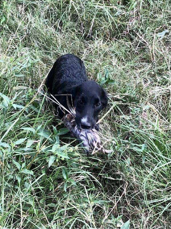 English Cocker Spaniel