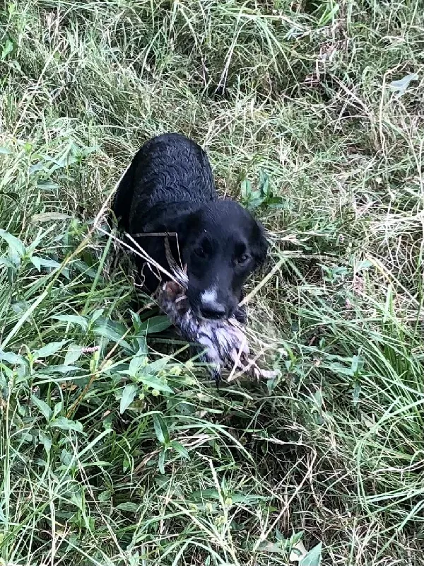 English Cocker Spaniel