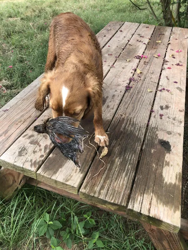 English Cocker Spaniel
