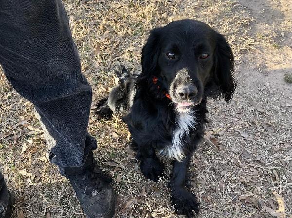 English Cocker Spaniel