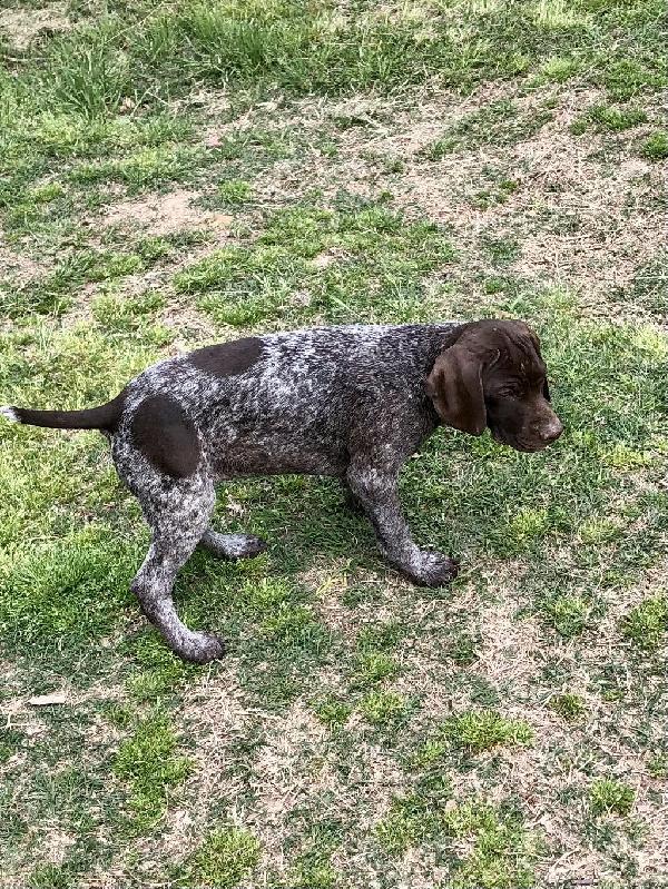 German Shorthaired Pointer