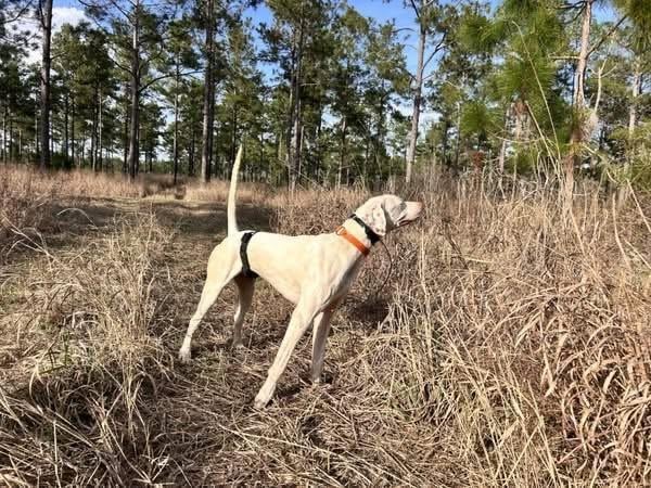 English Pointer
