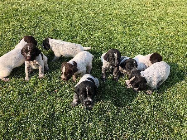 German Wirehaired Pointer