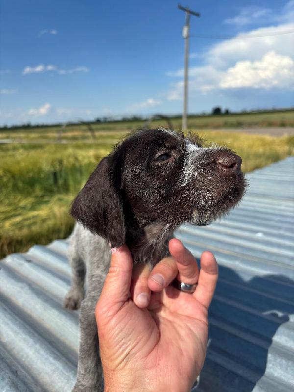 German Wirehaired Pointer