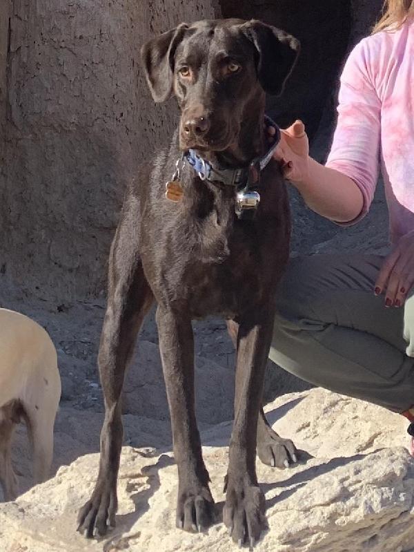 Labrador Retriever