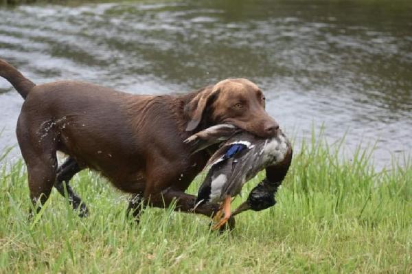 otter duckction.JPG