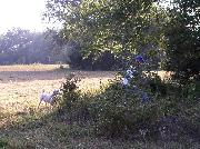 Texas Bird Hunters Assoc.