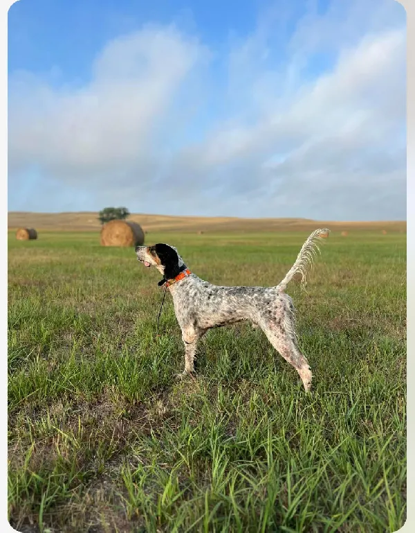 LLEWELLIN SETTER PUPPIES - TEXAS