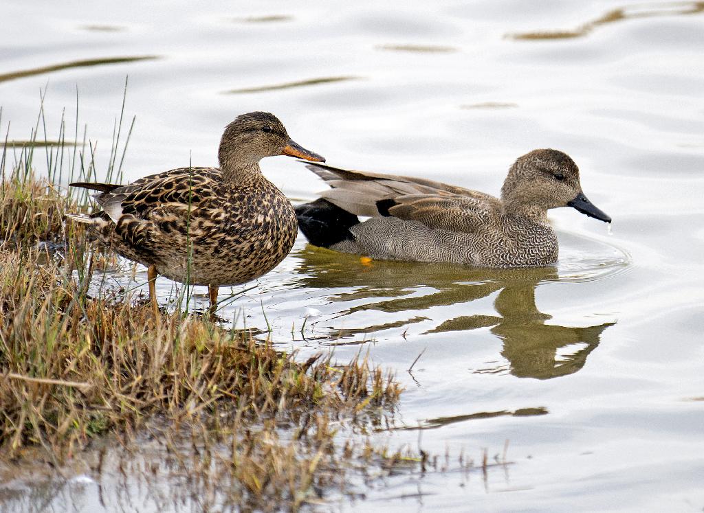 Gadwall Duck