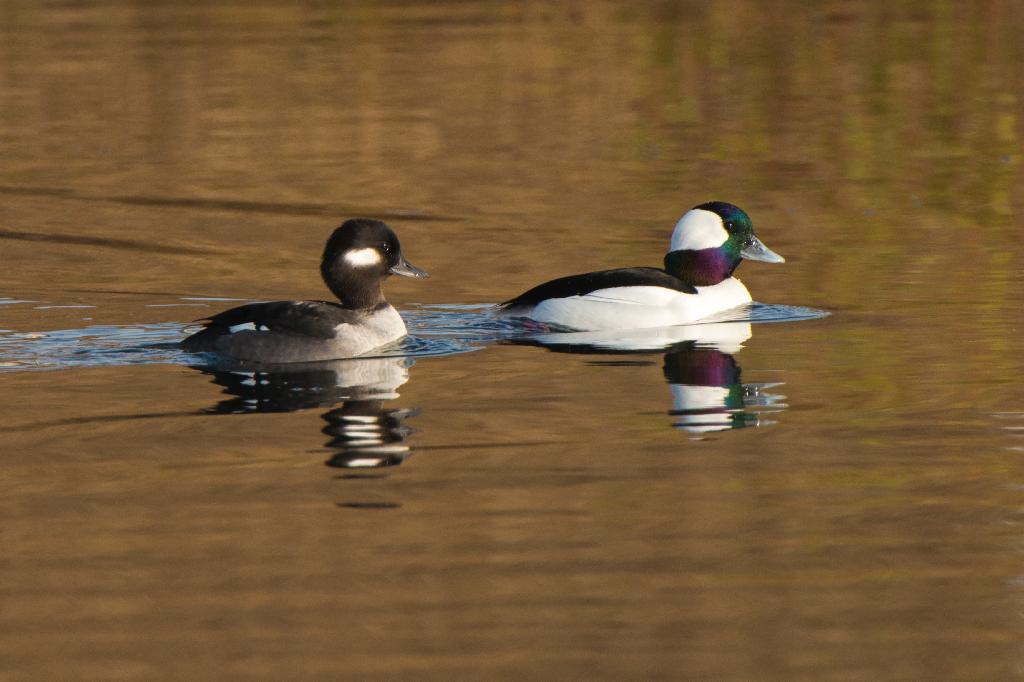 Bufflehead Duck