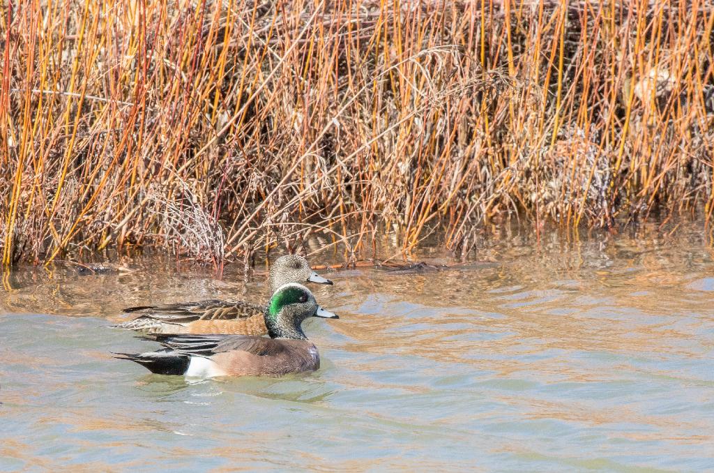 American Wigeon Duck American Wigeon Duck