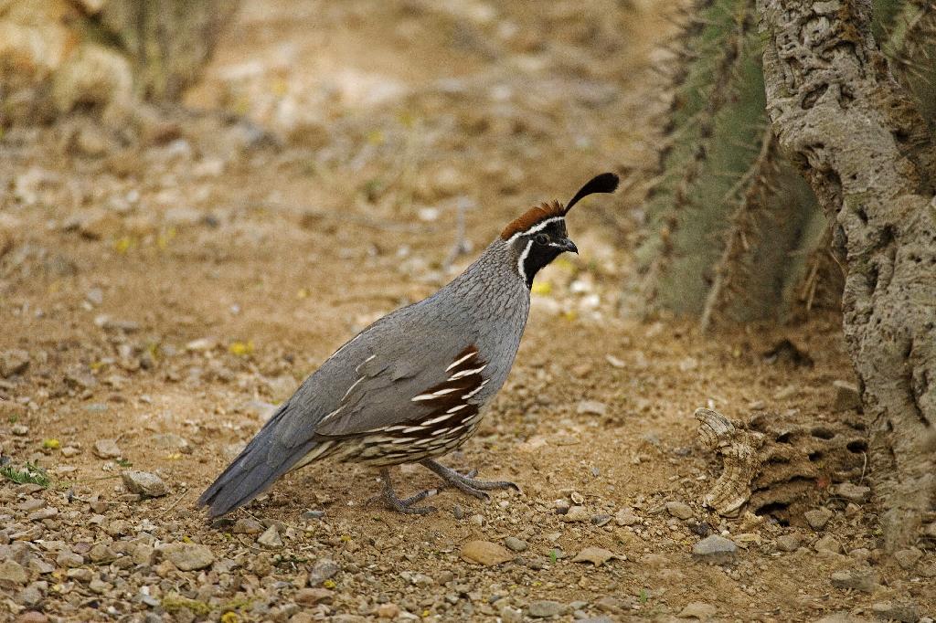 Gambels Quail