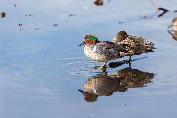 Green-Winged Teal Duck