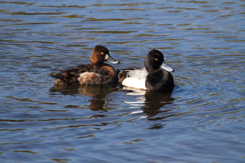 Lesser Scaup